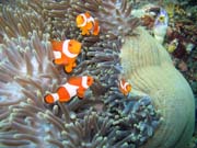 Sasanka s klauny (Anemone and clownfishes). Raja Ampat. Indonésie.