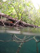 Mangrovnci (Mangroves). Lokalita The Passage, Raja Ampat. Papua, Indonsie.