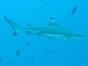 Útesový žralok (Blacktip reef shark). Raja Ampat. Indonésie.