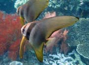 Juvenile Batfish. Raja Ampat. Indonésie.