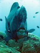 Zelen ploskozubec - Green humphead parrotfish (bumphead parrotfish). Raja Ampat. Papua, Indonsie.