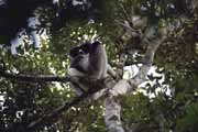 Indri-indri, největší z lemur a skoro bezocasá. Andasibe-Mantadia Národní park. Madagaskar.
