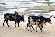 Zebu - typ domacího buvola, který je k vidění na celém Madagaskaru. Madagaskar.