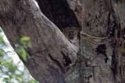 Northern sportive lemura, noční druh lemury, l'Ankarana Národní park. Madagaskar.
