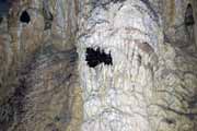 Netopi v jeskyni Grotte des Chauves-Souris, l'Ankarana Nrodn park. Madagaskar.
