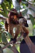 Černá lemura, Nosy Komba. Madagaskar.