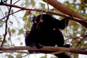 Černá lemura, Nosy Komba. Madagaskar.