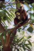 Černá lemura, Nosy Komba. Madagaskar.
