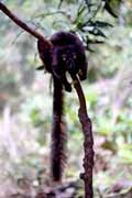 Černá lemura, Nosy Komba. Madagaskar.