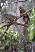Crowned lemury, l'Ankarana Nrodn park. Madagaskar.