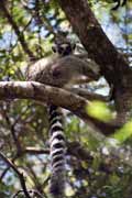 Lemura, l'Isalo Národní park. Madagaskar.