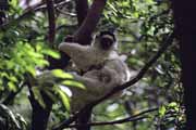 Bílá sifaka, l'Isalo Národní park. Madagaskar.