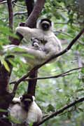 Bílá sifaka, l'Isalo Národní park. Madagaskar.