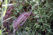 Chameleon, oblast řeky Tsiribihina. Madagaskar.