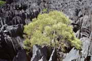 Velké Tsingy, Tsingy de Bemaraha Národní park. Madagaskar.