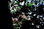 Noční lemura, Tsingy de Bemaraha Národní park. Madagaskar.