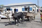 Lokální povoz tažený zebu, Morondava. Madagaskar.