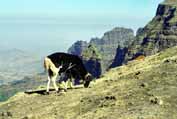 Beran v Simienských horách. Etiopie.