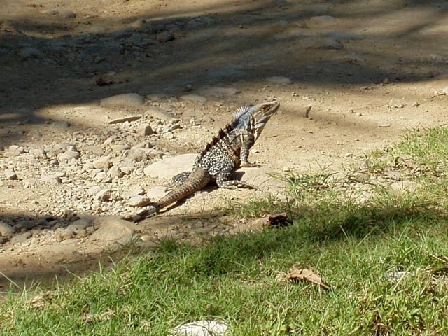 Iguana. Kostarika.