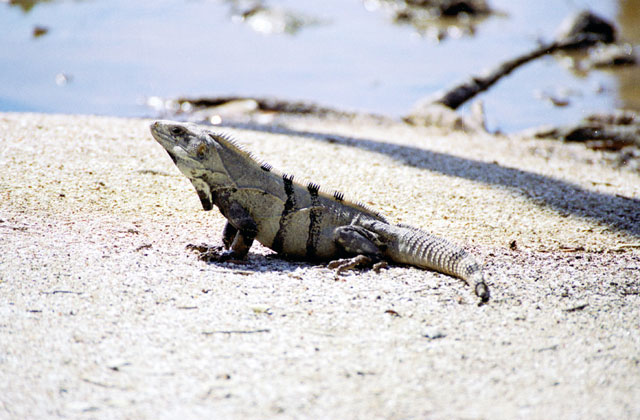 Iguana, Celestun. Mexiko.