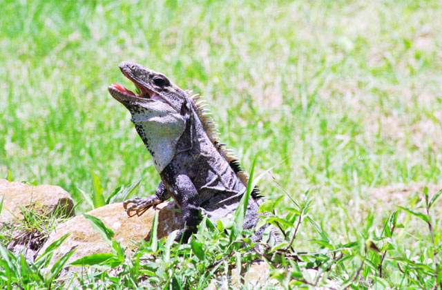 Iguana, Uxmal. Mexiko.