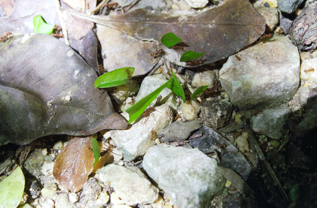 Flores. Guatemala.