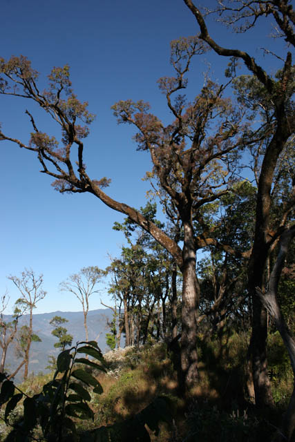 Cestou na Mt. Victoria. Provincie Chin. Myanmar (Barma).