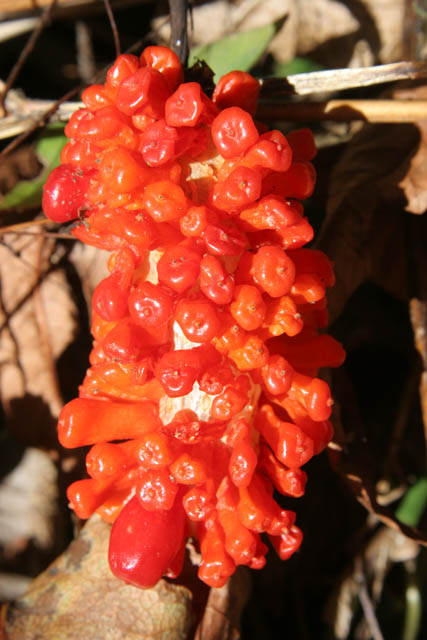 Cestou na Mt. Victoria. Provincie Chin. Myanmar (Barma).