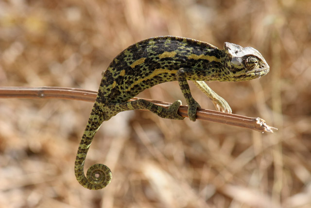 Chameleon. Kamerun.