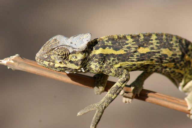 Chameleon. Kamerun.