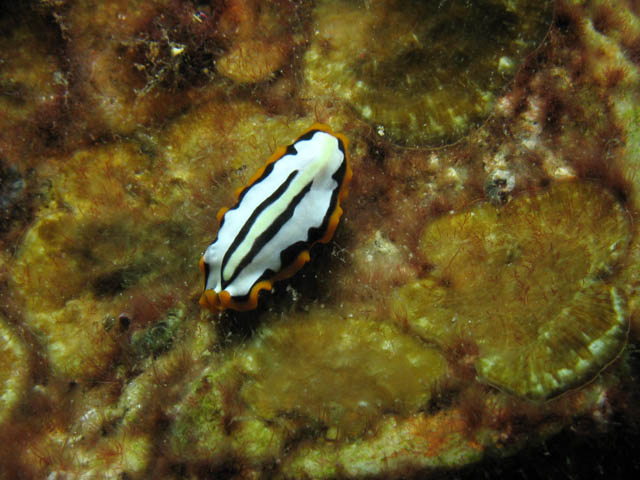 Polyclad Flatworm. Lokalita Richelieu Rock. Thajsko.