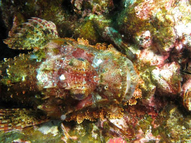 Smallscale scorpionfish - hlava. Lokalita Richelieu Rock. Thajsko.