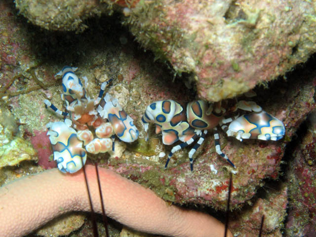 Harlequin Shrimp. Lokalita Richelieu Rock. Thajsko.