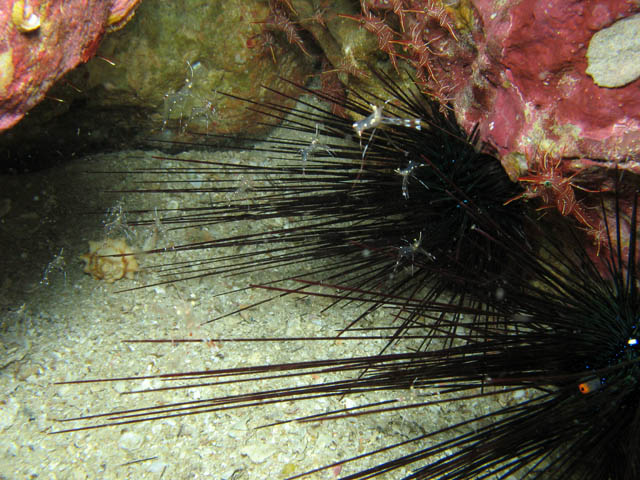 Krevety (Hingebeak Shrimp). Lokalita Richelieu Rock. Thajsko.