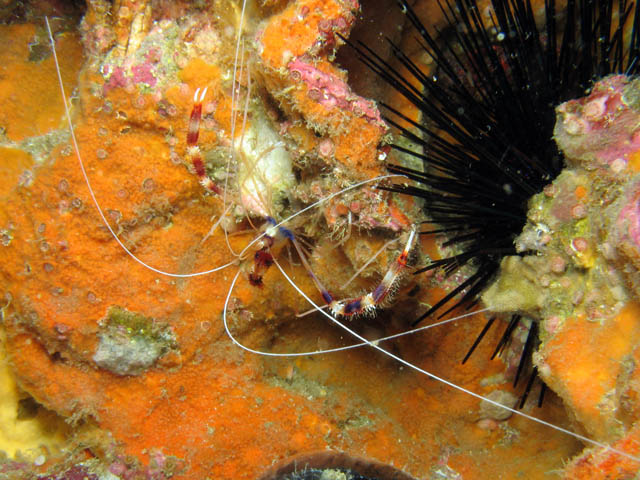 Cleaner shrimp (Stenopus hispidus). Lokalita Richelieu Rock. Thajsko.