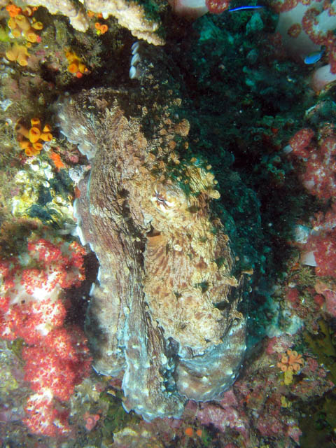 Chobotnice (Octopus cyanea). Lokalita Richelieu Rock. Thajsko.