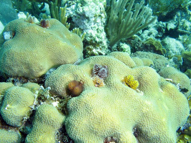 Christmas trees worms, Playa Giron. Kuba.