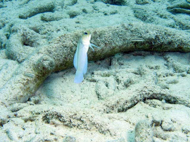 Goby, Playa Giron. Kuba.