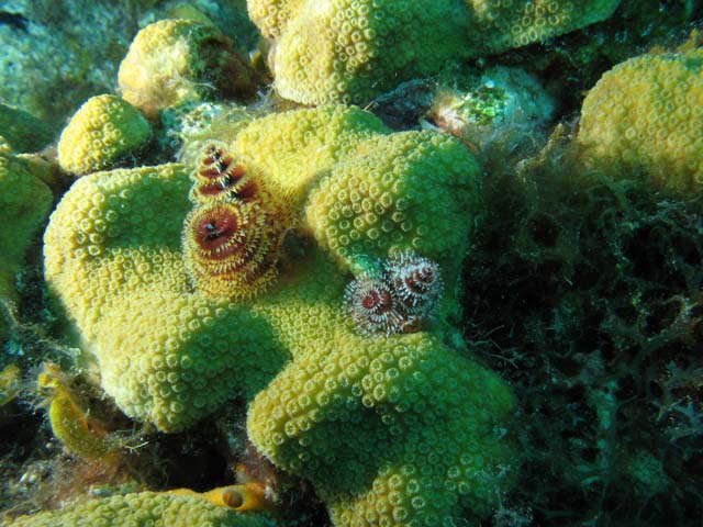 Christmas tree worms, lokalita El Encanto, Maria La Gorda. Kuba.