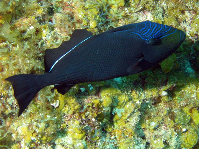 Triggerfish, lokalita El Encanto, Maria La Gorda. Kuba.