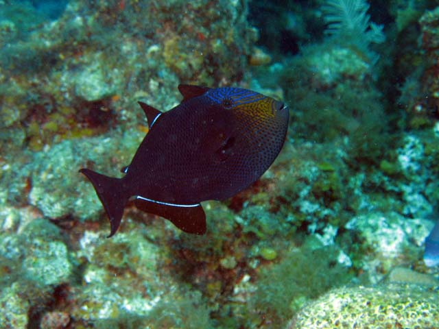 Triggerfish, lokalita El Encanto, Maria La Gorda. Kuba.