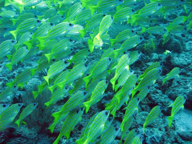 Blue striped snapper, lokalita Kuda Rah Thila. Maledivy.