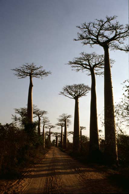 Avenue du Baobab, oblast Morondavy. Madagaskar.