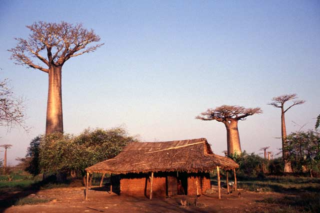 Avenue du Baobab, oblast Morondavy. Madagaskar.