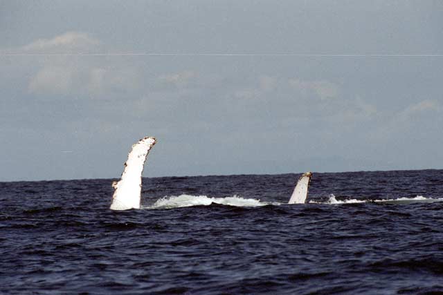 Velryba, ostrov Ile Sainte Marie. Madagaskar.