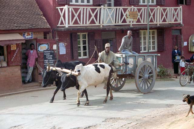 Povoz se zebu, vesnice Ambohimanga. Madagaskar.