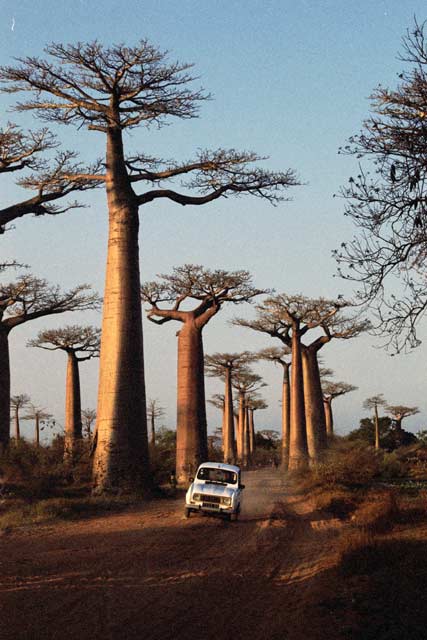 Avenue du Baobab, oblast Morondavy. Madagaskar.