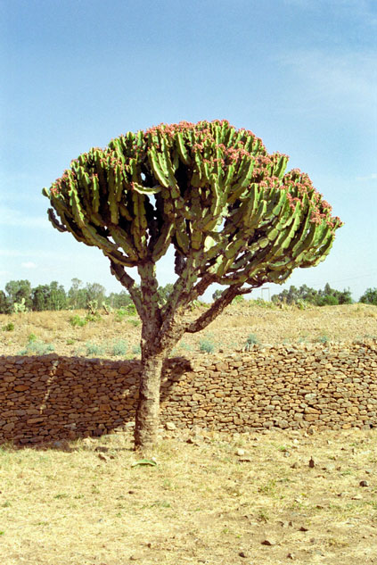 Kaktus - strom. Sever,  Etiopie.