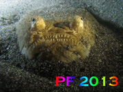 PF2013