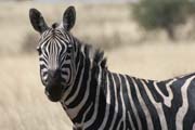 Zebra v národním parku Nechisar